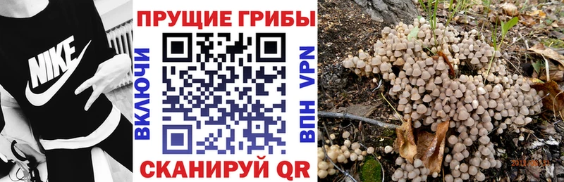 цена наркотик hydra онион Галлюциногенные грибы Psilocybe Тбилисская